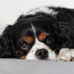 Understanding Heart Disease in Senior Dogs