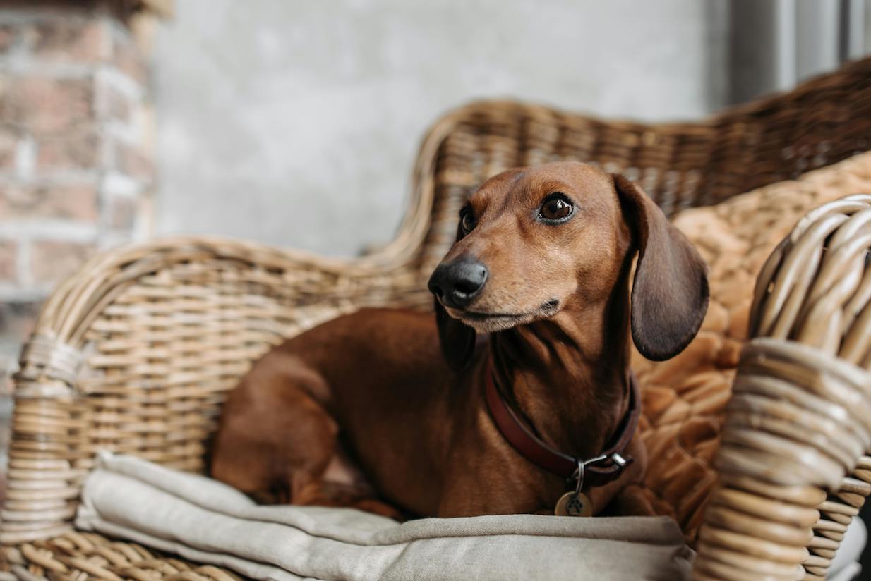 Understanding Heart Disease in Senior Dogs